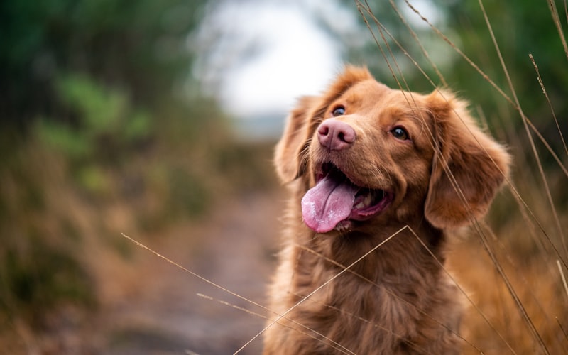 5 Benefits of Professional Dog Grooming You Might Not Know About