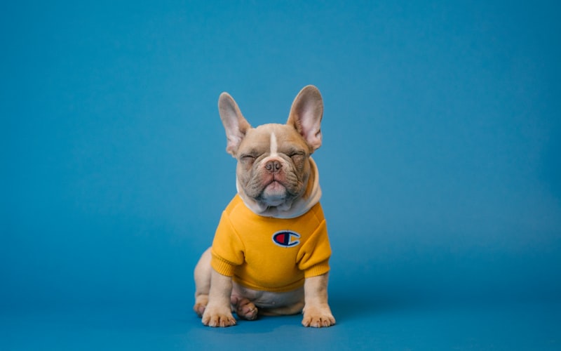 How to Prepare Your Dog for Their First Grooming Appointment