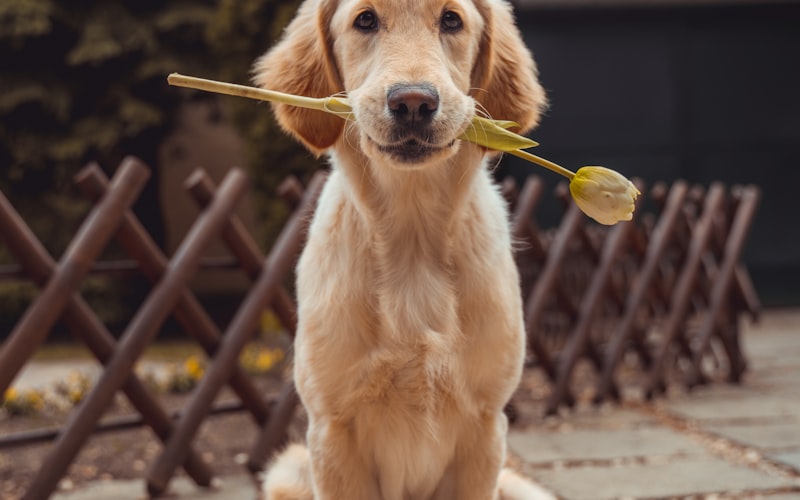 Dog Grooming at Home vs. Professional Grooming: What's the Difference?